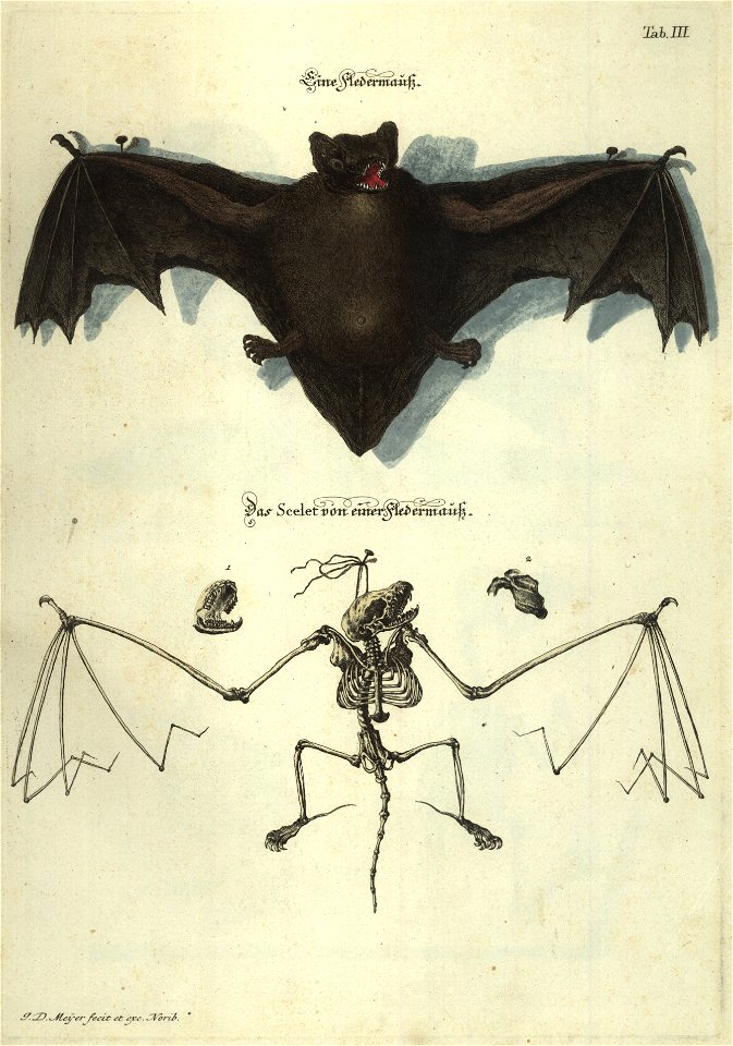 Angenehmer und nutzlicher Zeit-Vertreib mit Betrachtung curioser Vorstellungen allerhand kriechender, fliegender und schwimmender Thiere 1748 (21220667)
