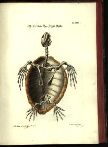 Angenehmer und nutzlicher Zeit-Vertreib mit Betrachtung curioser Vorstellungen allerhand kriechender, fliegender und schwimmender Thiere 1748 (21221005)