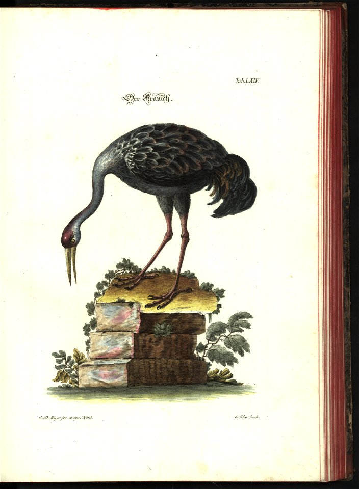 Angenehmer und nutzlicher Zeit-Vertreib mit Betrachtung curioser Vorstellungen allerhand kriechender, fliegender und schwimmender Thiere 1748 (21221674)