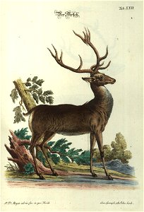 Angenehmer und nutzlicher Zeit-Vertreib mit Betrachtung curioser Vorstellungen allerhand kriechender, fliegender und schwimmender Thiere 1748 (21220836)