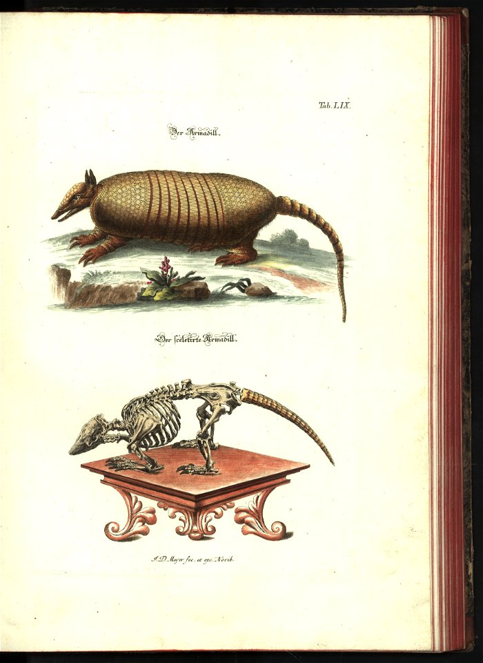 Angenehmer und nutzlicher Zeit-Vertreib mit Betrachtung curioser Vorstellungen allerhand kriechender, fliegender und schwimmender Thiere 1748 (21221558)