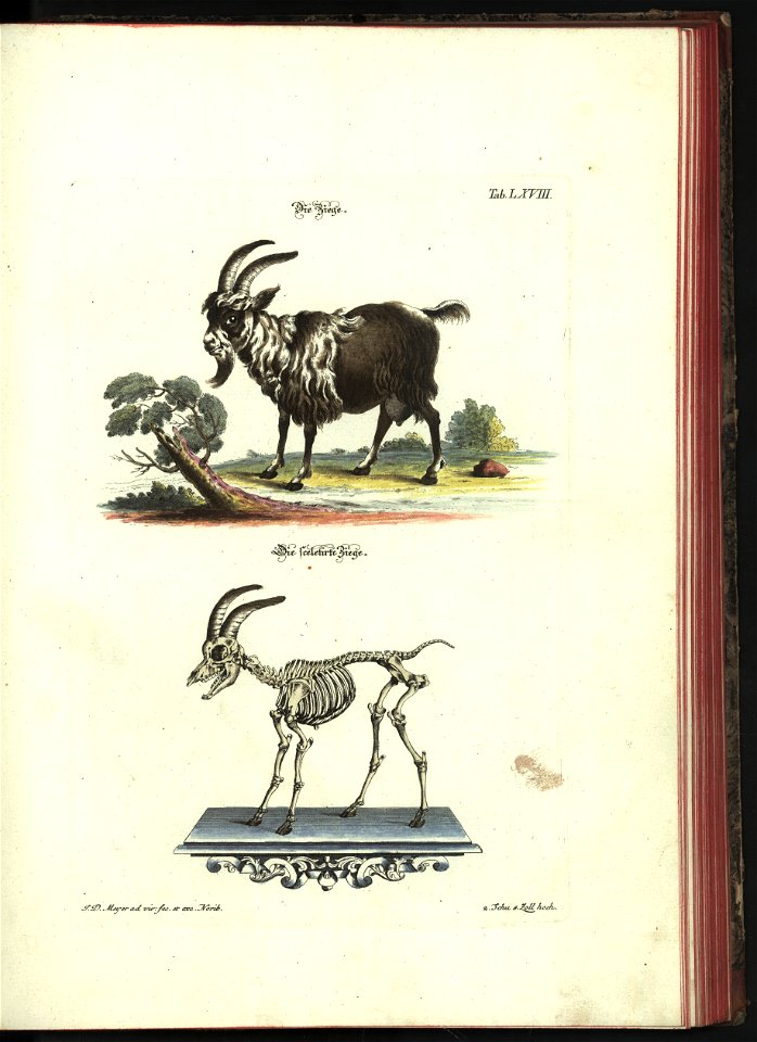 Angenehmer und nutzlicher Zeit-Vertreib mit Betrachtung curioser Vorstellungen allerhand kriechender, fliegender und schwimmender Thiere 1748 (21221749)