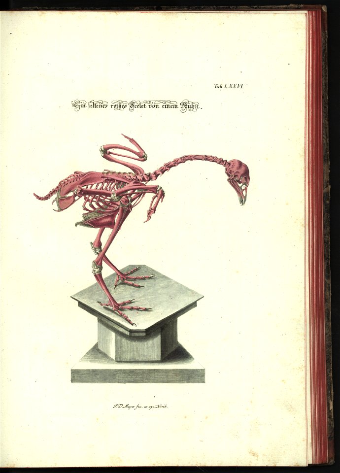 Angenehmer und nutzlicher Zeit-Vertreib mit Betrachtung curioser Vorstellungen allerhand kriechender, fliegender und schwimmender Thiere 1748 (21221857)