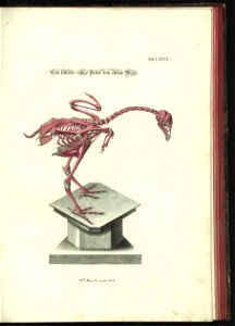 Angenehmer und nutzlicher Zeit-Vertreib mit Betrachtung curioser Vorstellungen allerhand kriechender, fliegender und schwimmender Thiere 1748 (21221857)