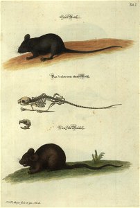 Angenehmer und nutzlicher Zeit-Vertreib mit Betrachtung curioser Vorstellungen allerhand kriechender, fliegender und schwimmender Thiere 1748 (21220659)