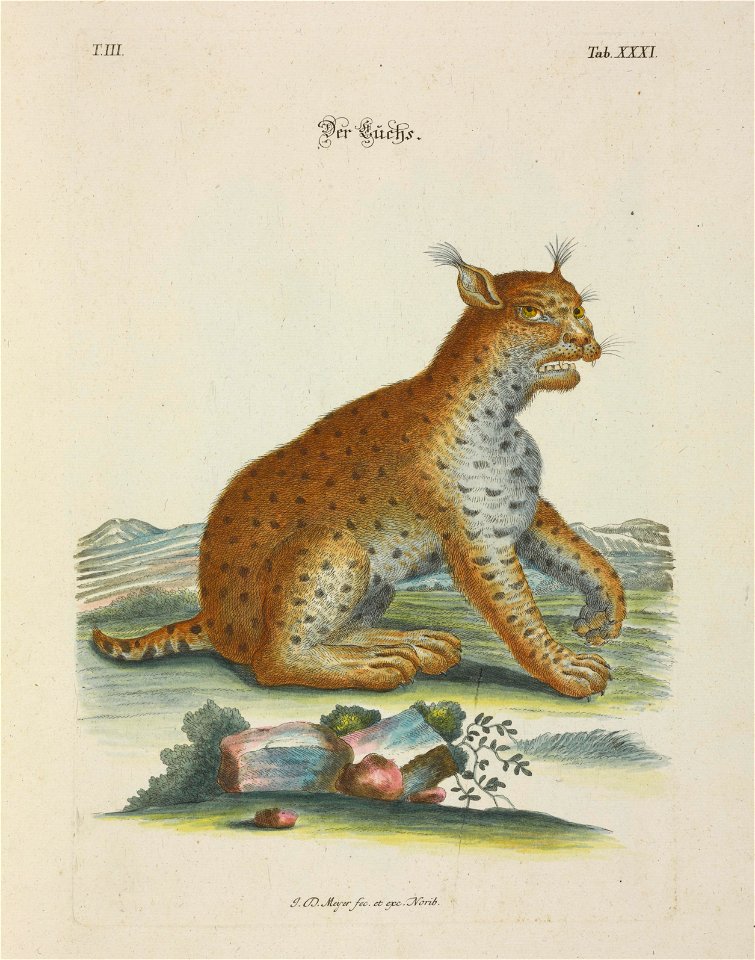 Angenehmer und nutzlicher Zeit-Vertreib mit Betrachtung curioser Vorstellungen allerhand kriechender, fliegender und schwimmender Thiere 1756 (44269212)