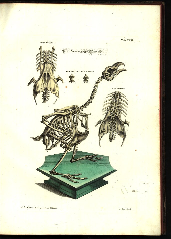 Angenehmer und nutzlicher Zeit-Vertreib mit Betrachtung curioser Vorstellungen allerhand kriechender, fliegender und schwimmender Thiere 1748 (21220821)