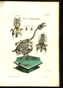 Angenehmer und nutzlicher Zeit-Vertreib mit Betrachtung curioser Vorstellungen allerhand kriechender, fliegender und schwimmender Thiere 1748 (21220821)
