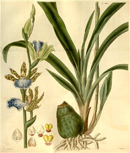 Zygopetalum maculatum (as Zygopetalon mackayi) - Curtis' 54 (N.S. 1) pl. 2748 (1827)