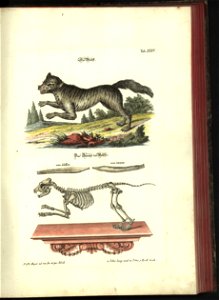 Angenehmer und nutzlicher Zeit-Vertreib mit Betrachtung curioser Vorstellungen allerhand kriechender, fliegender und schwimmender Thiere 1748 (21221089)