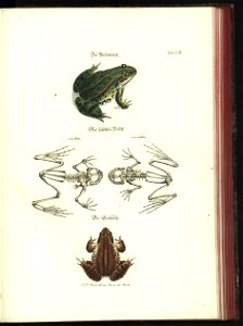 Angenehmer und nutzlicher Zeit-Vertreib mit Betrachtung curioser Vorstellungen allerhand kriechender, fliegender und schwimmender Thiere 1748 (21221379)