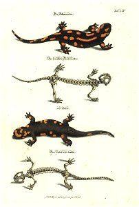 Angenehmer und nutzlicher Zeit-Vertreib mit Betrachtung curioser Vorstellungen allerhand kriechender, fliegender und schwimmender Thiere 1748 (21221453)