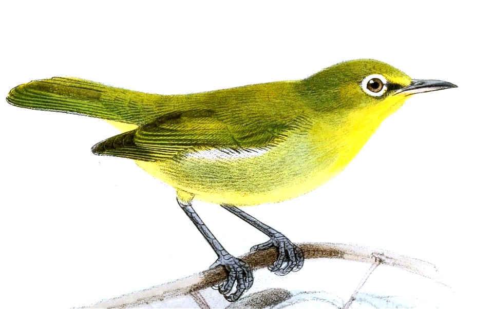 Zosterops minutus Keulemans