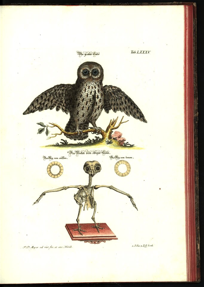Angenehmer und nutzlicher Zeit-Vertreib mit Betrachtung curioser Vorstellungen allerhand kriechender, fliegender und schwimmender Thiere 1748 (21222083)