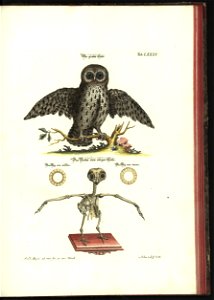 Angenehmer und nutzlicher Zeit-Vertreib mit Betrachtung curioser Vorstellungen allerhand kriechender, fliegender und schwimmender Thiere 1748 (21222083)