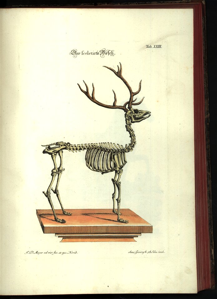 Angenehmer und nutzlicher Zeit-Vertreib mit Betrachtung curioser Vorstellungen allerhand kriechender, fliegender und schwimmender Thiere 1748 (21220844)
