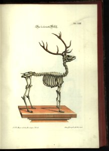 Angenehmer und nutzlicher Zeit-Vertreib mit Betrachtung curioser Vorstellungen allerhand kriechender, fliegender und schwimmender Thiere 1748 (21220844)