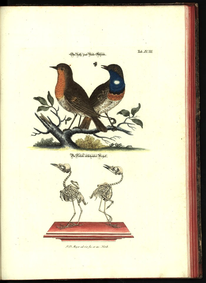 Angenehmer und nutzlicher Zeit-Vertreib mit Betrachtung curioser Vorstellungen allerhand kriechender, fliegender und schwimmender Thiere 1748 (21222293)
