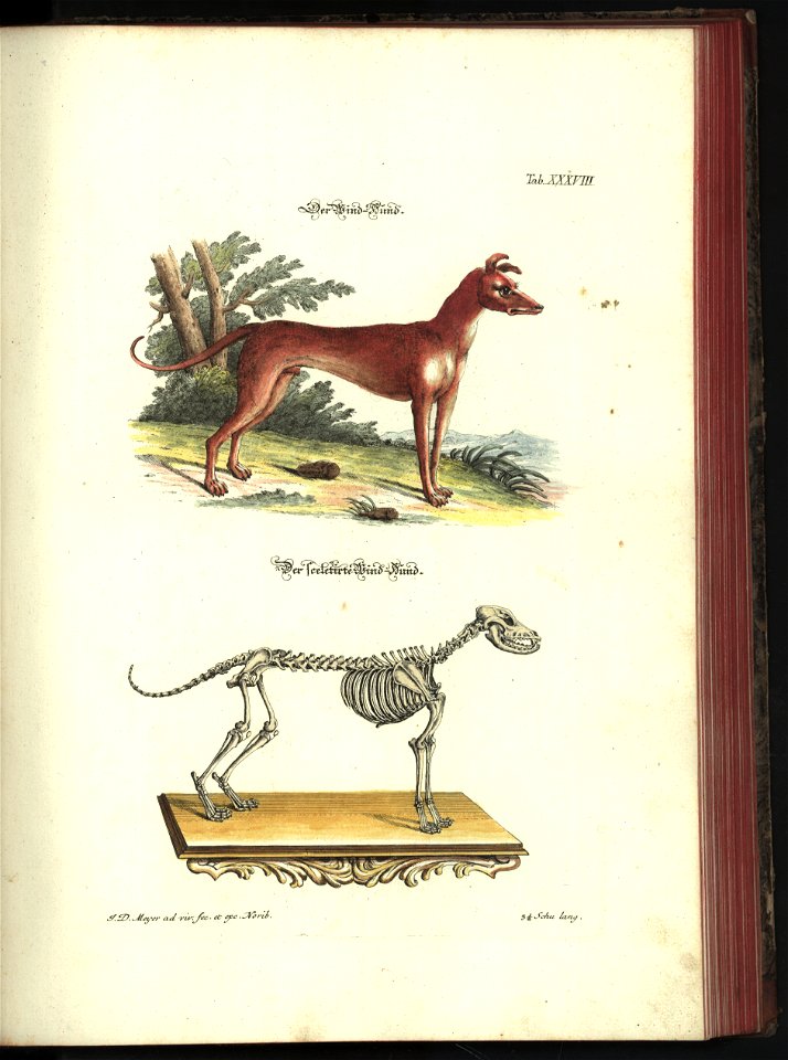 Angenehmer und nutzlicher Zeit-Vertreib mit Betrachtung curioser Vorstellungen allerhand kriechender, fliegender und schwimmender Thiere 1748 (21221155)