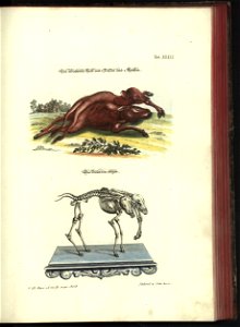 Angenehmer und nutzlicher Zeit-Vertreib mit Betrachtung curioser Vorstellungen allerhand kriechender, fliegender und schwimmender Thiere 1748 (21221160)