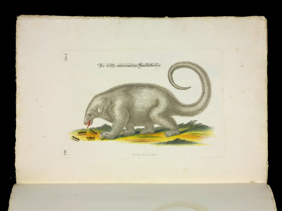 Angenehmer und nutzlicher Zeit-Vertreib mit Betrachtung curioser Vorstellungen allerhand kriechender, fliegender und schwimmender Thiere 1756 (44267503)