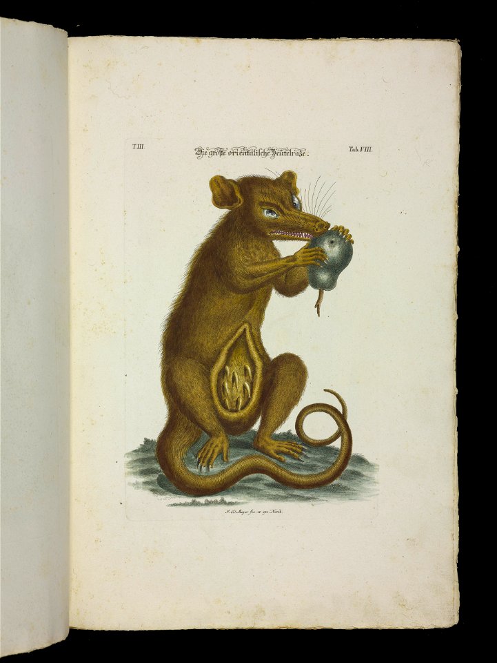 Angenehmer und nutzlicher Zeit-Vertreib mit Betrachtung curioser Vorstellungen allerhand kriechender, fliegender und schwimmender Thiere 1756 (44267283)
