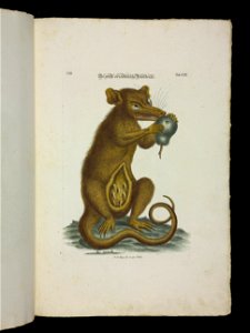 Angenehmer und nutzlicher Zeit-Vertreib mit Betrachtung curioser Vorstellungen allerhand kriechender, fliegender und schwimmender Thiere 1756 (44267283)