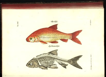 Angenehmer und nutzlicher Zeit-Vertreib mit Betrachtung curioser Vorstellungen allerhand kriechender, fliegender und schwimmender Thiere 1748 (21221219)