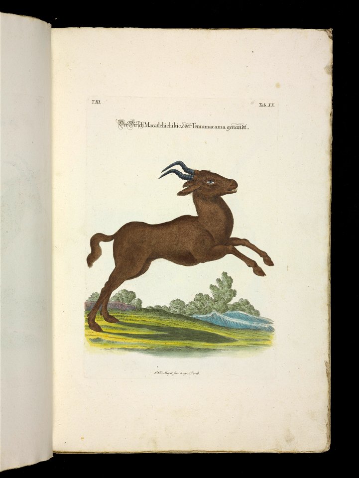 Angenehmer und nutzlicher Zeit-Vertreib mit Betrachtung curioser Vorstellungen allerhand kriechender, fliegender und schwimmender Thiere 1756 (44268527)