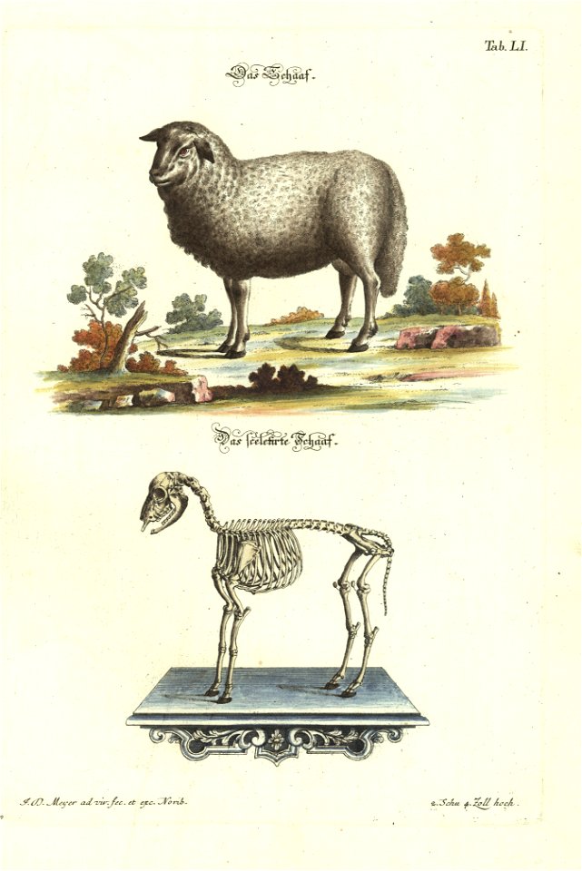 Angenehmer und nutzlicher Zeit-Vertreib mit Betrachtung curioser Vorstellungen allerhand kriechender, fliegender und schwimmender Thiere 1748 (21221362)