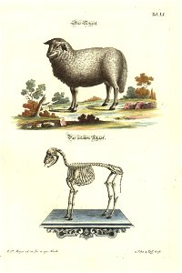 Angenehmer und nutzlicher Zeit-Vertreib mit Betrachtung curioser Vorstellungen allerhand kriechender, fliegender und schwimmender Thiere 1748 (21221362)