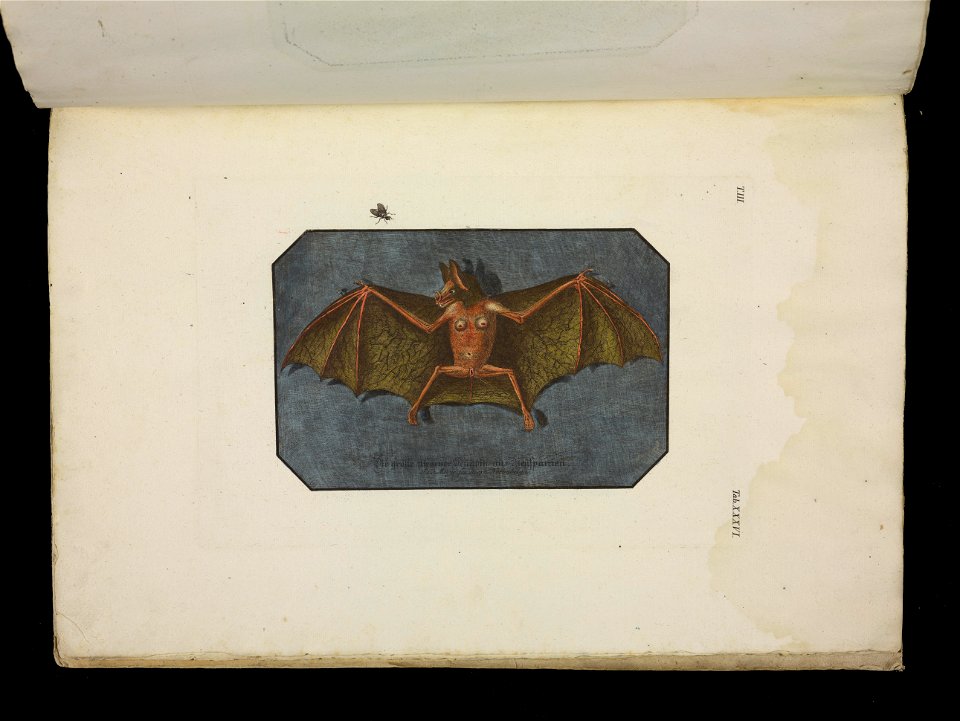 Angenehmer und nutzlicher Zeit-Vertreib mit Betrachtung curioser Vorstellungen allerhand kriechender, fliegender und schwimmender Thiere 1756 (44270301)