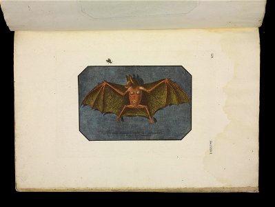 Angenehmer und nutzlicher Zeit-Vertreib mit Betrachtung curioser Vorstellungen allerhand kriechender, fliegender und schwimmender Thiere 1756 (44270301)
