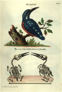 Angenehmer und nutzlicher Zeit-Vertreib mit Betrachtung curioser Vorstellungen allerhand kriechender, fliegender und schwimmender Thiere 1748 (21220673)