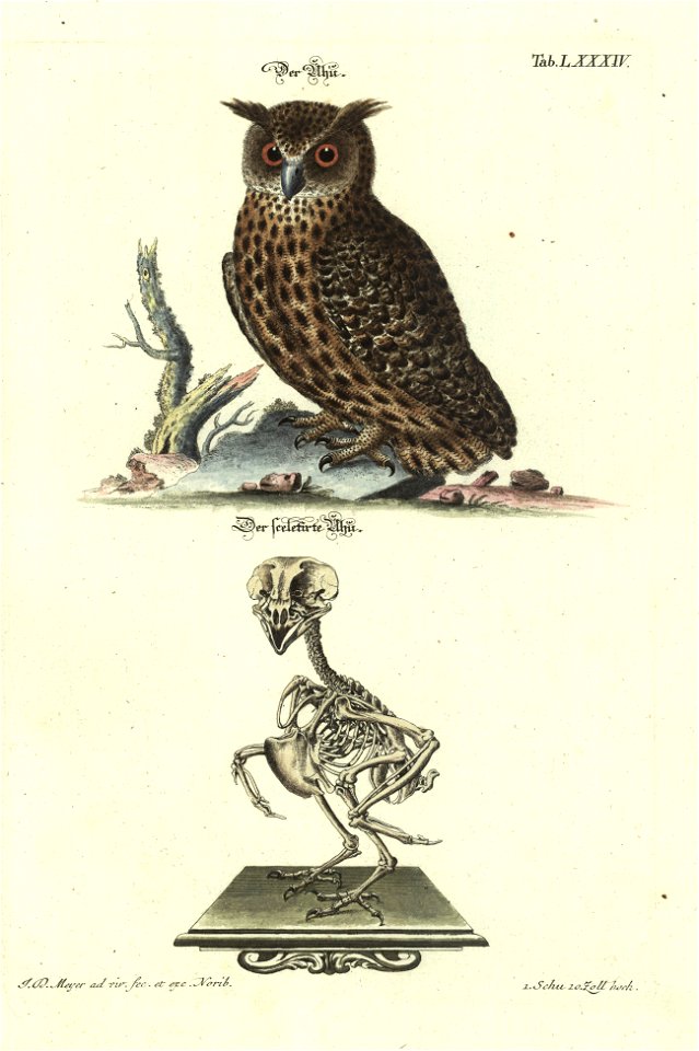 Angenehmer und nutzlicher Zeit-Vertreib mit Betrachtung curioser Vorstellungen allerhand kriechender, fliegender und schwimmender Thiere 1748 (21222075)