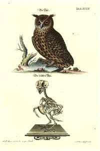 Angenehmer und nutzlicher Zeit-Vertreib mit Betrachtung curioser Vorstellungen allerhand kriechender, fliegender und schwimmender Thiere 1748 (21222075)