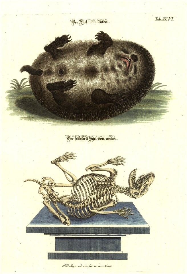 Angenehmer und nutzlicher Zeit-Vertreib mit Betrachtung curioser Vorstellungen allerhand kriechender, fliegender und schwimmender Thiere 1748 (21222388)