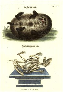 Angenehmer und nutzlicher Zeit-Vertreib mit Betrachtung curioser Vorstellungen allerhand kriechender, fliegender und schwimmender Thiere 1748 (21222388)