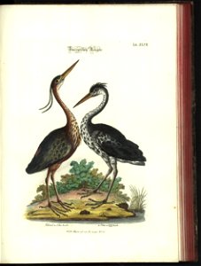 Angenehmer und nutzlicher Zeit-Vertreib mit Betrachtung curioser Vorstellungen allerhand kriechender, fliegender und schwimmender Thiere 1748 (21221267)