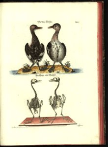 Angenehmer und nutzlicher Zeit-Vertreib mit Betrachtung curioser Vorstellungen allerhand kriechender, fliegender und schwimmender Thiere 1748 (21222518)