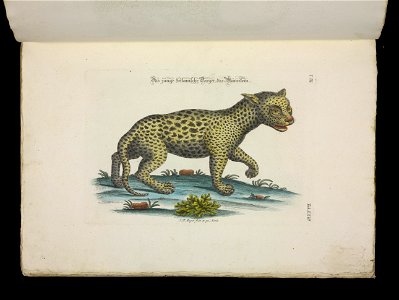 Angenehmer und nutzlicher Zeit-Vertreib mit Betrachtung curioser Vorstellungen allerhand kriechender, fliegender und schwimmender Thiere 1756 (44268700)