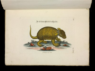 Angenehmer und nutzlicher Zeit-Vertreib mit Betrachtung curioser Vorstellungen allerhand kriechender, fliegender und schwimmender Thiere 1756 (44268849)