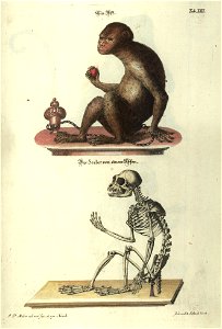 Angenehmer und nutzlicher Zeit-Vertreib mit Betrachtung curioser Vorstellungen allerhand kriechender, fliegender und schwimmender Thiere 1748 (21220764)