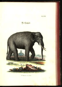 Angenehmer und nutzlicher Zeit-Vertreib mit Betrachtung curioser Vorstellungen allerhand kriechender, fliegender und schwimmender Thiere 1748 (21221772)