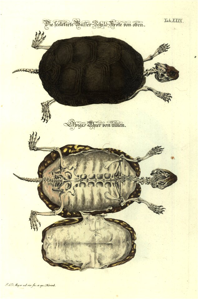 Angenehmer und nutzlicher Zeit-Vertreib mit Betrachtung curioser Vorstellungen allerhand kriechender, fliegender und schwimmender Thiere 1748 (21220947)