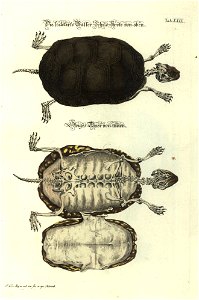 Angenehmer und nutzlicher Zeit-Vertreib mit Betrachtung curioser Vorstellungen allerhand kriechender, fliegender und schwimmender Thiere 1748 (21220947)