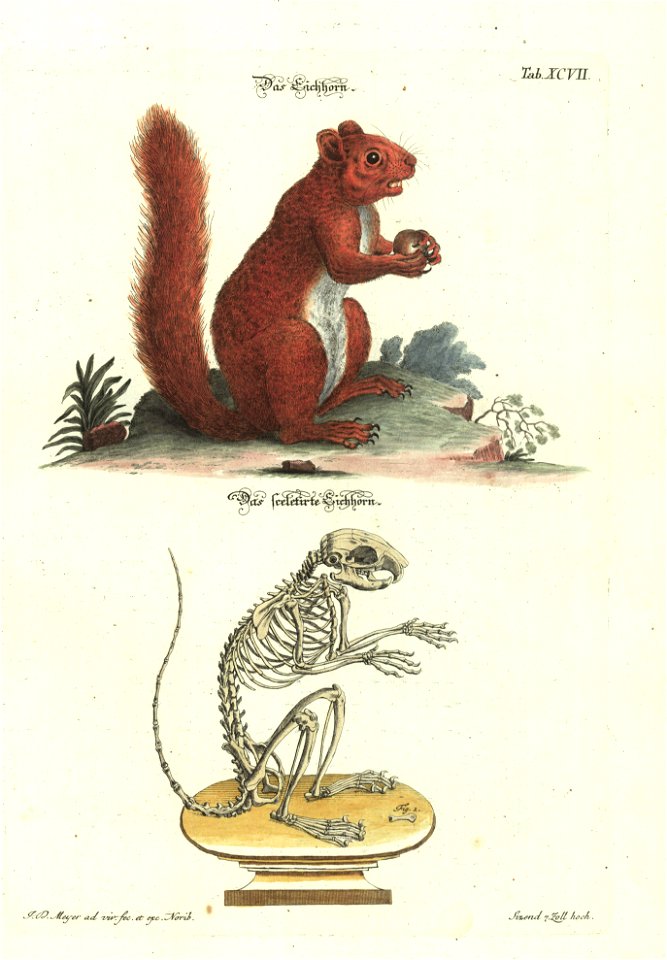 Angenehmer und nutzlicher Zeit-Vertreib mit Betrachtung curioser Vorstellungen allerhand kriechender, fliegender und schwimmender Thiere 1748 (21222436)