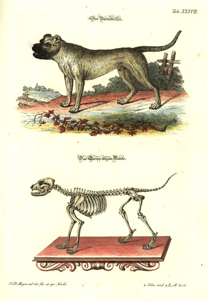 Angenehmer und nutzlicher Zeit-Vertreib mit Betrachtung curioser Vorstellungen allerhand kriechender, fliegender und schwimmender Thiere 1748 (21221139)