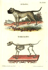 Angenehmer und nutzlicher Zeit-Vertreib mit Betrachtung curioser Vorstellungen allerhand kriechender, fliegender und schwimmender Thiere 1748 (21221139)