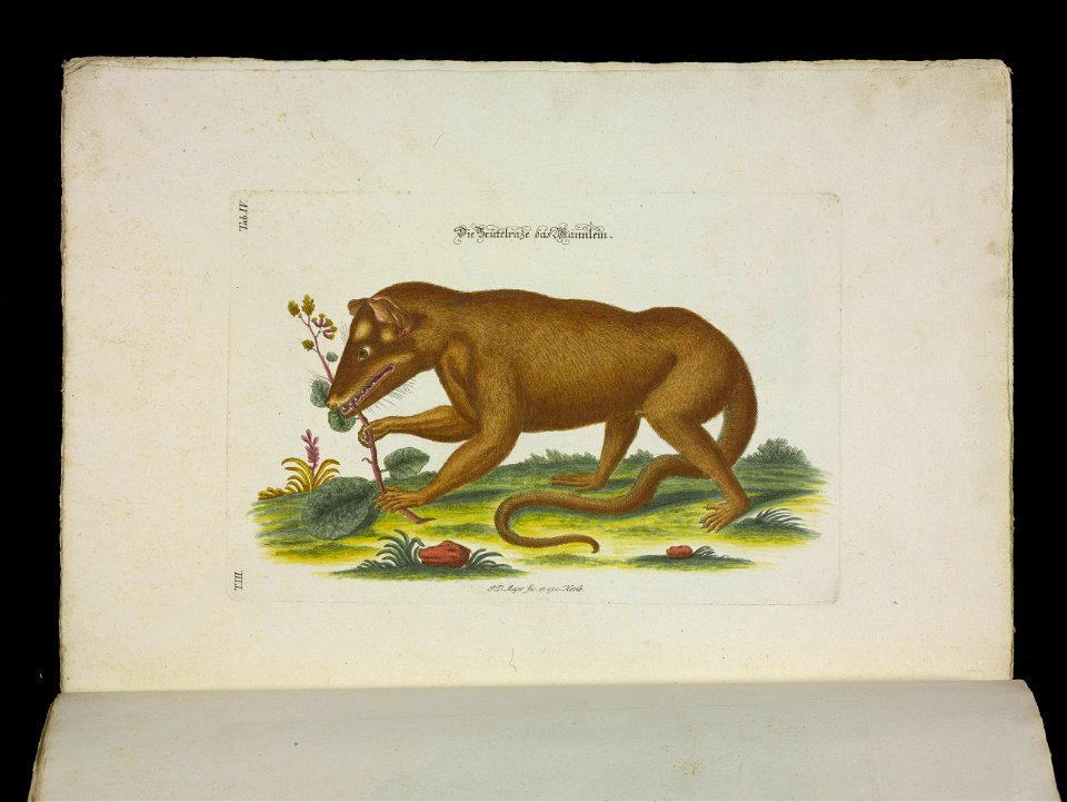 Angenehmer und nutzlicher Zeit-Vertreib mit Betrachtung curioser Vorstellungen allerhand kriechender, fliegender und schwimmender Thiere 1756 (44265857)